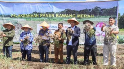 Kemenko Marves Bersama Bupati Humbahas Panen Bawang Merah di Food Estate