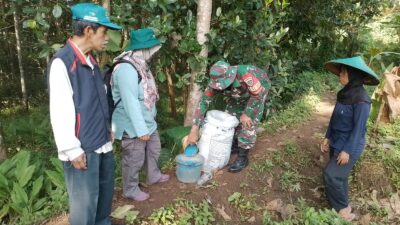 Babinsa Desa Paseh Kidul Koramil 1007/Congeang Kodim 0610 Sumedang Bersama Anggota Kelompok Tani Senja Mekar Dua Laksanakan Pemupukan Lahan Jagung Hibrida