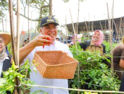 Dinas Pangan dan Pertanian Kota Cimahi Menggelar Kegiatan Panen Cabai Bersama hasil dari Gerakan Tanam Pangan Cepat Panen Holtikultura (Gertam Parti)