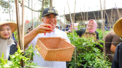 Pj. Wali Kota Cimahi Dicky Saromi Lakukan Panen Cabai Bersama Kelompok Tani Hurip Jaya Kota Cimahi