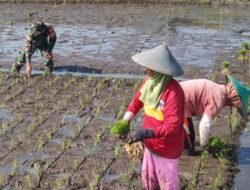 Pos Ramil Paseh Koramil 1007/Congeang Kodim 0610/Sumedang Serda Tamani Dampingi Petani Menanam Padi