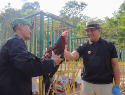 Pj. Walikota Cimahi Buka Kontes Ayam Pelung GEMA LOKANANTA II  Tingkat Kota/Kabupaten