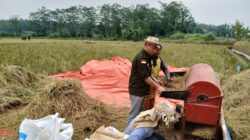 Gerakan Tani Syarikat Islam SubangGiat Panen Perdana Di Desa Tanjungwangi Kecamatan Cijambe Kabupaten Subang