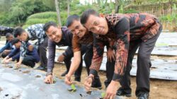 Lapas Siborongborong Tanam 1.500 Bibit Terong Ungu Untuk Wujudkan Program Ketahanan Pangan